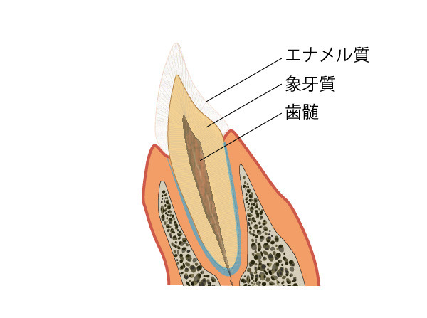 エナメル質　象牙質　歯髄